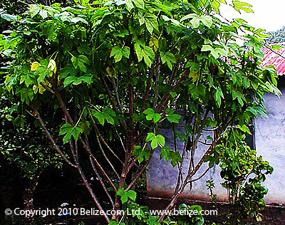 chaya cnidoscolus aconitifolius